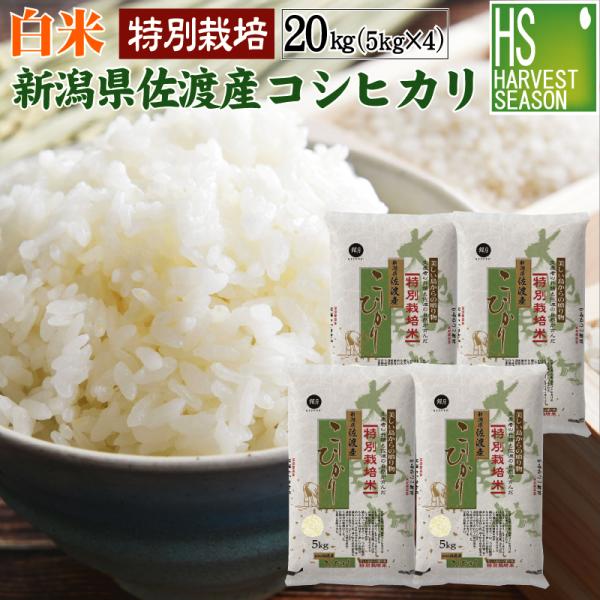 数量限定 精白米 5kg×4 新潟県 佐渡 コシヒカリ 20kg 特別栽培米 令和4年産 送料無料