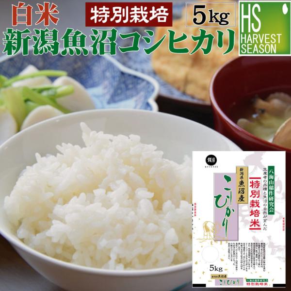 令和7年産 コシヒカリ 5kg 米 新潟県 魚沼産 白米 精白米  送料無料 特別栽培米 生産者限定 HACCP認定工場 特A