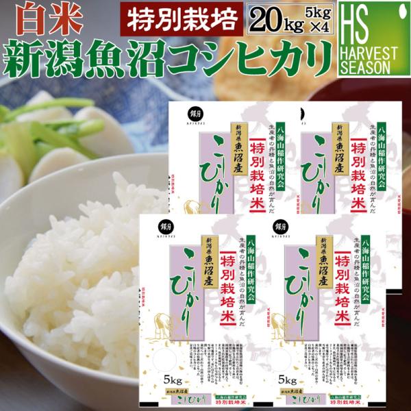 令和7年産 コシヒカリ 5kg×4 米 新潟県 魚沼産 白米 精白米 20kg  送料無料 特別栽培米 生産者限定 HACCP認定工場 特A