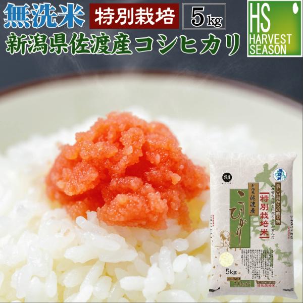 特価 数量限定 無洗米 5kg 新潟県 佐渡 コシヒカリ 特別栽培米 令和4年産 送料無料