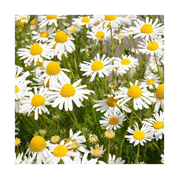 ニールズヤード レメディーズ エッセンシャルオイル カモミールローマン 5ml Www Fakfakkab Go Id