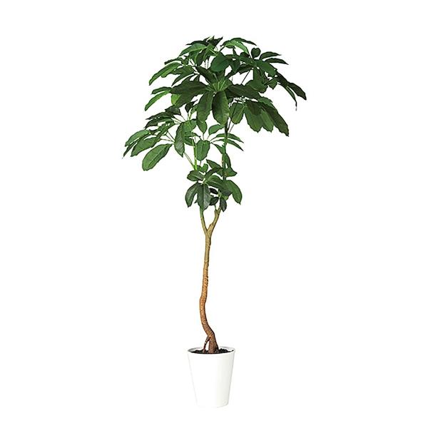 光触媒　人工観葉植物　ウォールグリーン　フェイクグリーン　ブラッサイア210 法人様限定 東京堂 オフィス家具 フェイクグリーン 人工観葉植物