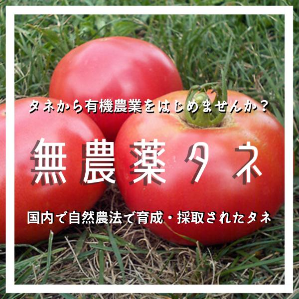 妙紅 トマト 大玉 交配種 種 タネ 自然のタネ 無農薬 無化学肥料 野菜の種 野菜のタネ たね 家庭菜園 自然農法 有機農業