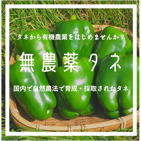 どでかピーマン小苗×3 なじみ 無農薬 他の苗と交換可能
