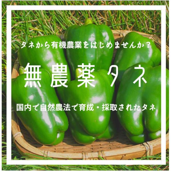 自生えピーマン 10粒 種 タネ 自然のタネ 無農薬 無化学肥料 野菜の種 野菜のタネ たね 家庭菜園 自然農法 有機農業