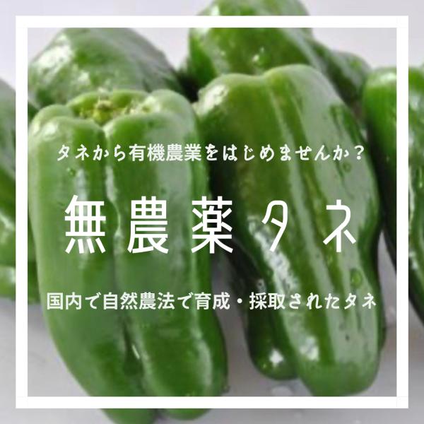 信州みどり 10粒 固定種 種 タネ 自然のタネ 無農薬 無化学肥料 野菜の種 野菜のタネ たね 家庭菜園 自然農法 有機農業