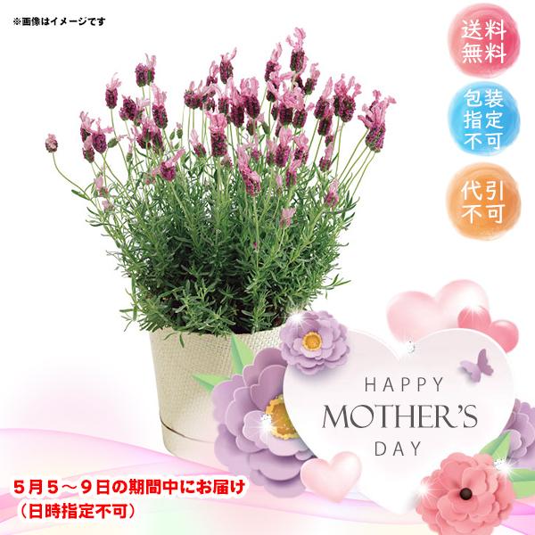 母の日 メーカー直送 ラベンダー鉢植え ザ プリンセス お花 フラワー ギフト プレゼント お取り寄せ I Chie 通販 Paypayモール
