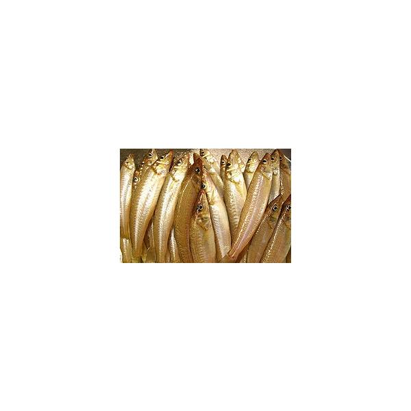 旬の魚 きす 鱚 ５００g 築地 B 市場81 通販 Yahoo ショッピング