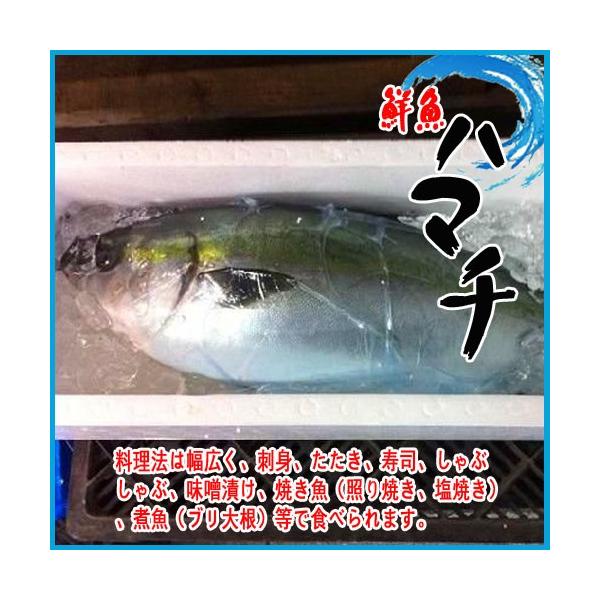 ハマチ 魚の人気商品 通販 価格比較 価格 Com