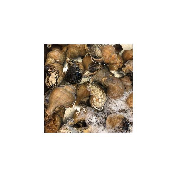 国産 活磯ツブ貝 殻付き 約１kg １個約350 450g つぶ貝 粒貝 Buyee Buyee Japanese Proxy Service Buy From Japan Bot Online