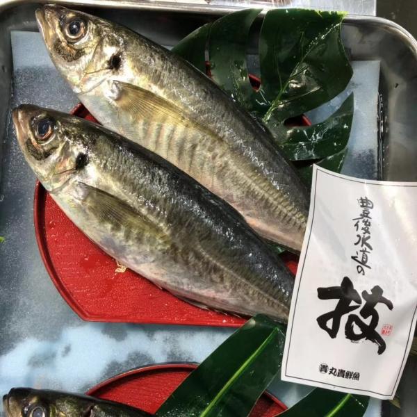 豊後アジ 約１kg ２尾前後 期間特売 Pymr Go Th