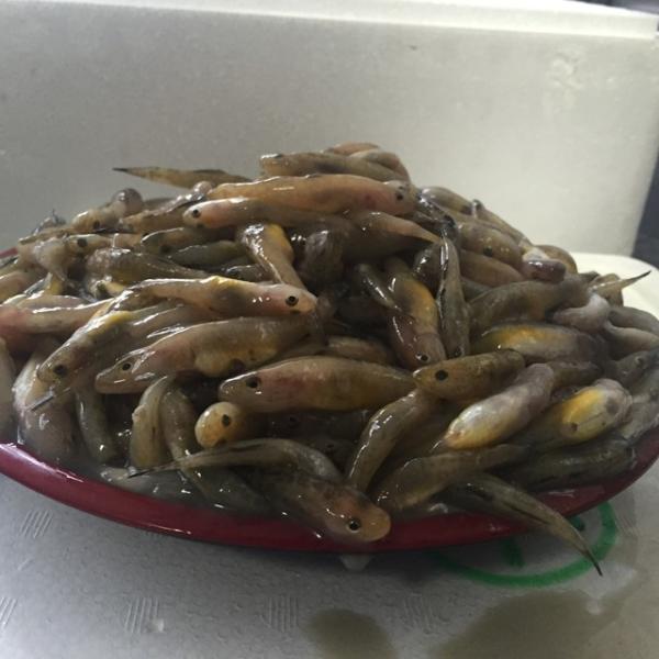 旬の味 生ゴリ 約1kg 約3 8cm前後 築地 Buyee Buyee 일본 통신 판매 상품 옥션의 대리 입찰 대리 구매 서비스