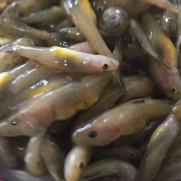 旬の味 生ゴリ 約1kg 約3 8cm前後 築地 Buyee Buyee 일본 통신 판매 상품 옥션의 대리 입찰 대리 구매 서비스