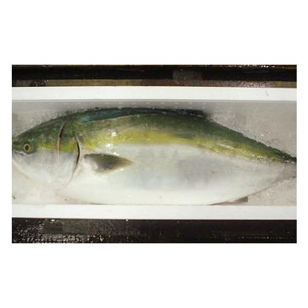 業務用 送料無料 ハマチ ブリ 養殖 1尾約５ ６kg H 市場81 通販 Yahoo ショッピング