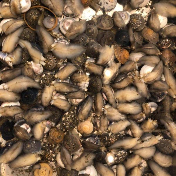 ながらみ 貝の価格と最安値 おすすめ通販を激安で 熱帯魚 アクアリウム用品関連