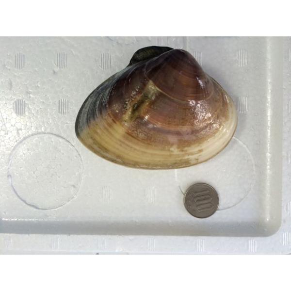 旬の味 超特大 活地はまぐり 1個約100g前後 千葉県産 ビックリはまぐり はまぐり ハマグリ 蛤 築地 Buyee Buyee Japanese Proxy Service Buy From Japan Bot Online