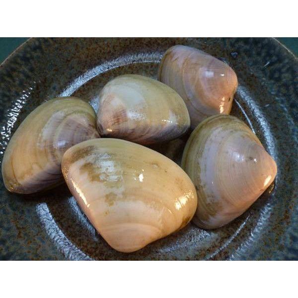 旬の味 超特大 活地はまぐり 1kg 約4 7個 千葉県産 ビックリはまぐり はまぐり ハマグリ 蛤 築地 Buyee Buyee 日本の通販商品 オークションの代理入札 代理購入