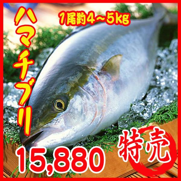ぶり 5kg 魚の人気商品 通販 価格比較 価格 Com