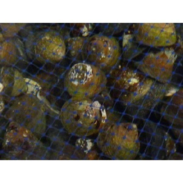 活 しったか貝 5kg シッタカ 尻高 国内産 築地 Buyee Buyee Japanese Proxy Service Buy From Japan Bot Online