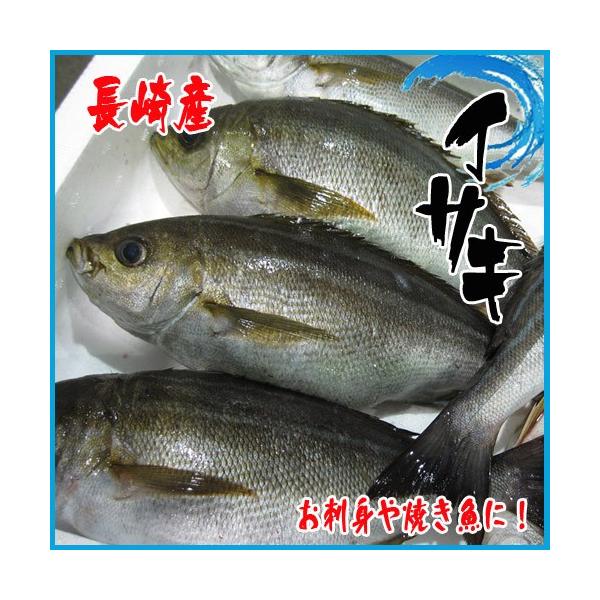 イサキの人気商品 通販 価格比較 価格 Com