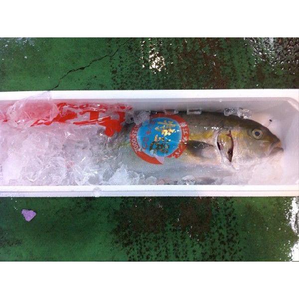 かんぱち 魚の人気商品 通販 価格比較 価格 Com