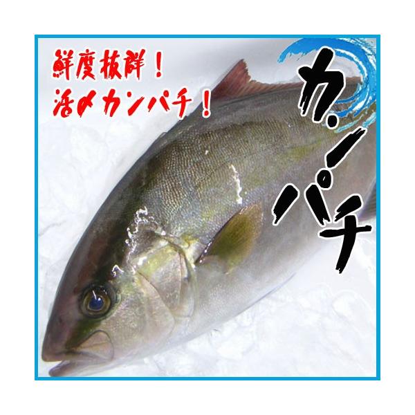 業務用 活〆カンパチ 1尾 2kg前後 かんぱち Kanpachi01 市場81 通販 Yahoo ショッピング