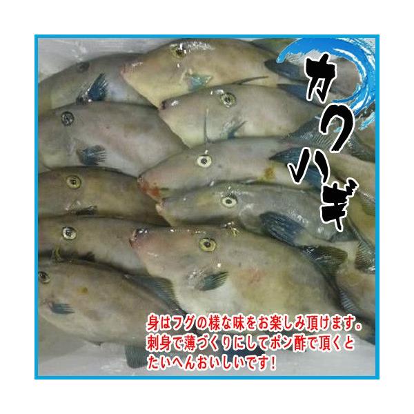 カワハギ 魚介類の人気商品 通販 価格比較 価格 Com
