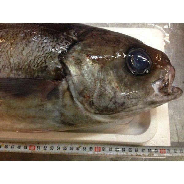 目鯛の人気商品 通販 価格比較 価格 Com