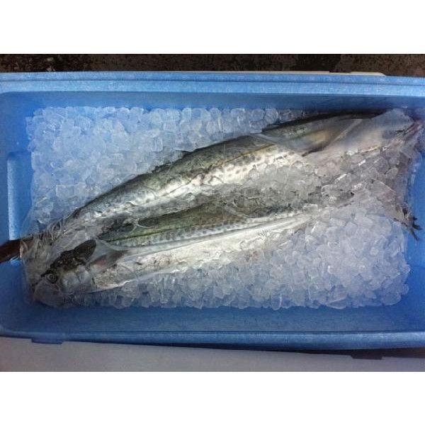 さわら 魚の人気商品 通販 価格比較 価格 Com