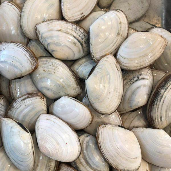 活白貝約5kg 1個約40 60g前後 シロガイ貝 Buyee 日本代购平台 产品购物网站大全 Buyee一站式代购bot Online