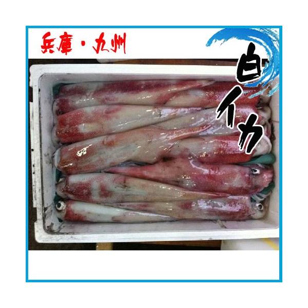 白 イカの人気商品 通販 価格比較 価格 Com