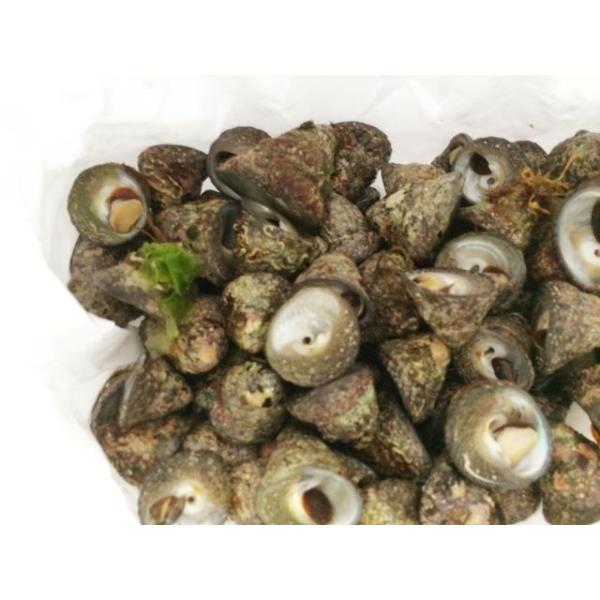 活 しったか貝 1kg シッタカ 尻高 国内産 築地 Buyee 日本代购平台 产品购物网站大全 Buyee一站式代购 Bot Online