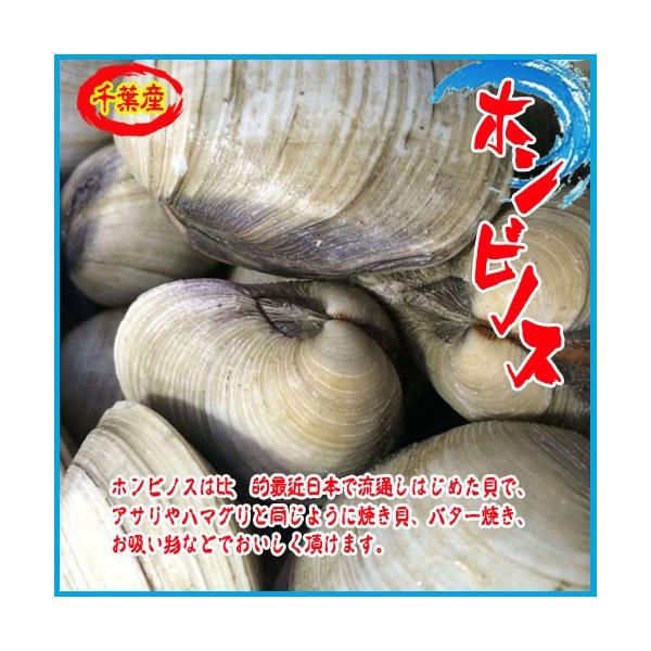 江戸前 活ホンビノス 約３kg 約 30個 ほんびのす 貝 Buyee Buyee Japanese Proxy Service Buy From Japan Bot Online