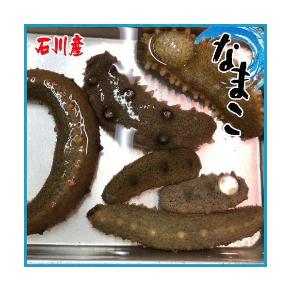 ナマコの通販 価格比較 価格 Com