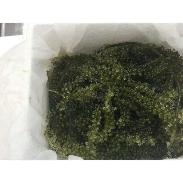 生 海ブドウ 100g 約3 4人前 沖縄産 新鮮海藻 うみぶどう 海ぶどう 沖縄の味 グリーンキャビア 築地 Buyee Buyee 일본 통신 판매 상품 옥션의 대리 입찰 대리 구매 서비스