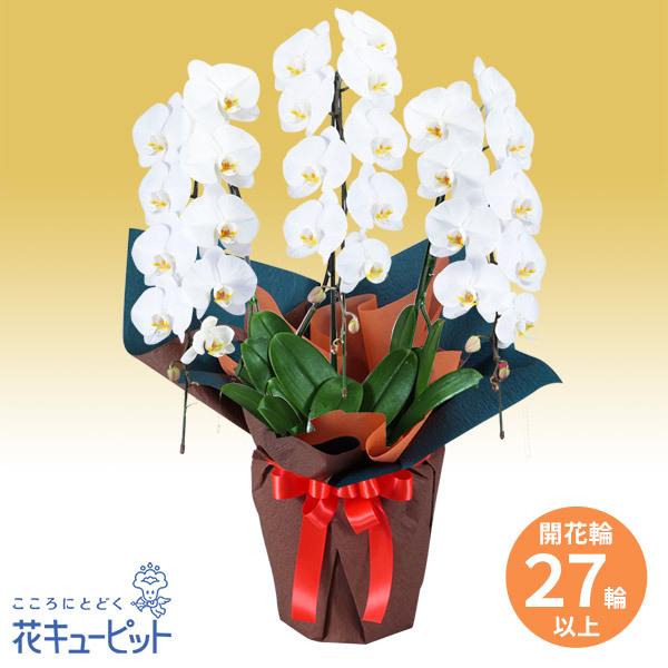 花鉢 胡蝶蘭 洋蘭 お祝い 記念日 開店 開業 オープン 花キューピットの胡蝶蘭 3本立 開花輪白27以上 オレンジ系ラッピング Hd00 インターネット花キューピット 通販 Yahoo ショッピング