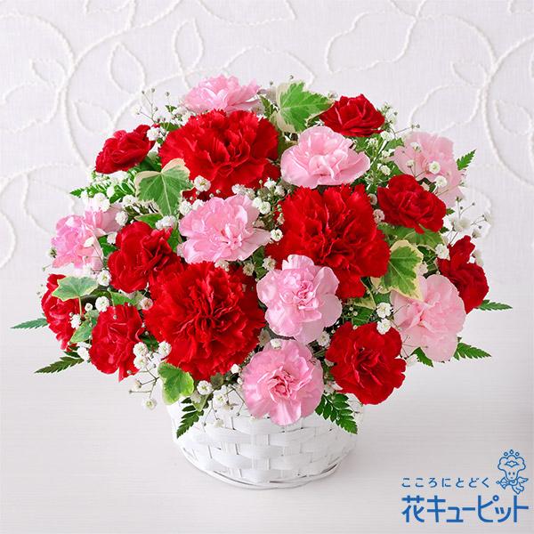 母の日を代表する赤いカーネーションに、優しいピンクの花々をプラスした人気のプレゼント。毎年全国のお母さんに、たくさんの感謝の気持ちとスイートな笑顔を届けている、花キューピットで長く愛されているフラワーギフトです。鮮やかな赤が母の日にぴったり...