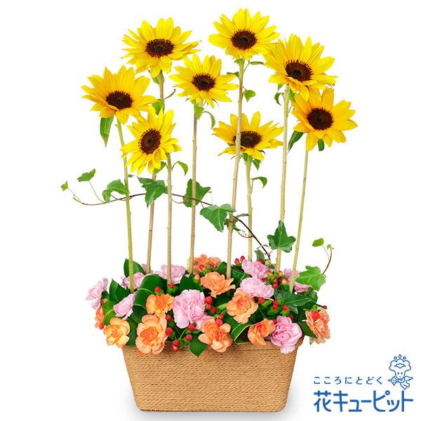 【ひまわり特集】花キューピット お中元 暑中見舞い お祝い ひまわりのモダンアレンジメント