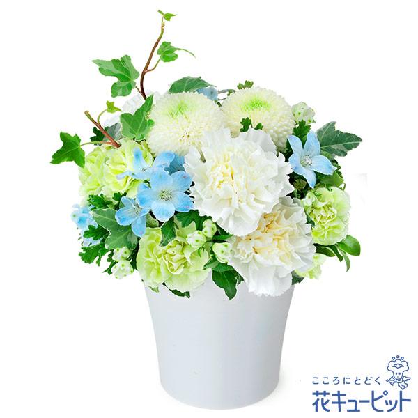 白い花と青系の小花をあわせたお供えのアレンジメント。優しく柔らかな色合いが、故人を偲ぶ気持ちを表現しています。色の入ったアレンジメントは、四十九日法要以降に贈るのがよいとされています。小さめのサイズなので、ご遺族の手を煩わせない贈り物です。...