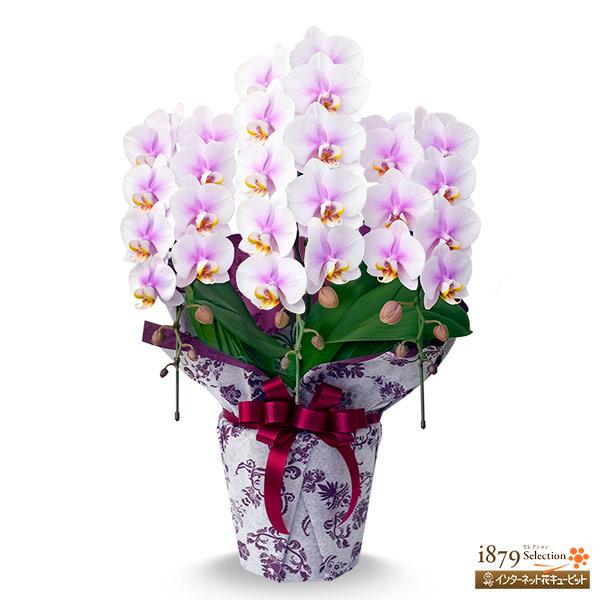 胡蝶蘭　モテギ洋蘭園　３本立て　名前は、後ほど確認します 胡蝶蘭 モテギ洋蘭園 3本立て 名前は、後ほど確認します 胡蝶蘭