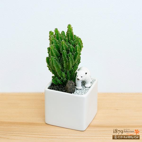 産直 サボテン 多肉植物 インテリア ジオラマ ギフト オブジェ プレゼント 花キューピットのサボテン寄せ植え シロクマ インターネット花キューピット 通販 Paypayモール