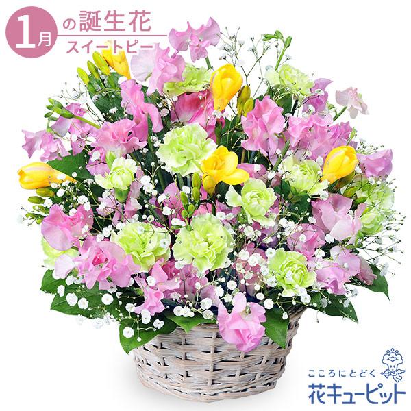 1月の誕生花 スイートピー お祝い 記念日 プレゼント フラワーギフト 花キューピットのスイートピーとフリージアのバスケット Ya01 インターネット花キューピット 通販 Yahoo ショッピング