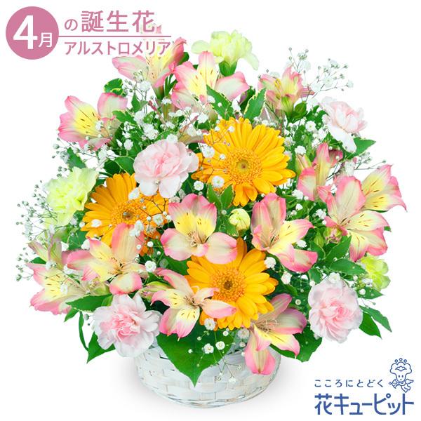 4月の誕生花 アルストロメリア お祝い 記念日 お礼 誕生日 プレゼント 花キューピットのアルストロメリアのアレンジメント インターネット花キューピット 通販 Paypayモール
