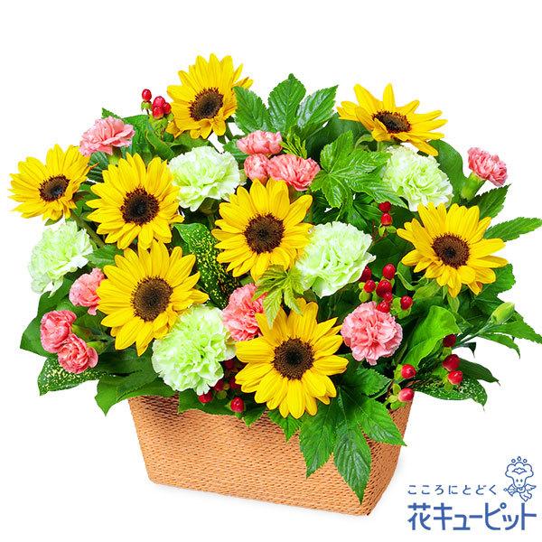 7月の誕生花 ひまわり 花 ギフト 誕生日 プレゼント花キューピットのひまわりのバスケットアレンジメント インターネット花キューピット 通販 Paypayモール
