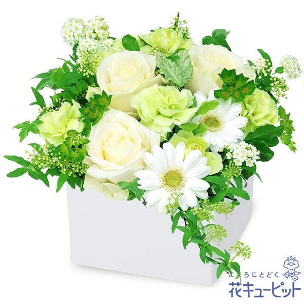 結婚記念日 夫婦 祖父母 一周年 花婚式 銀婚式 金婚式 ギフト プレゼント 花キューピットの白バラのキューブアレンジメント Yb00 5122 インターネット花キューピット 通販 Yahoo ショッピング