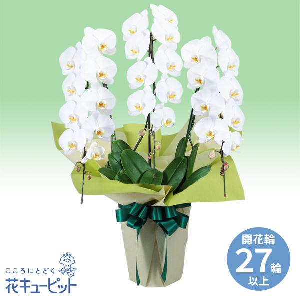仏前に長く飾ることができる胡蝶蘭はお供えにも選ばれております。凛とした白い花姿が故人を偲び、哀悼の意を表します。花キューピットならお花屋さんが直接手渡しでお届け。面倒な梱包材の片づけなどで先方の手を煩わせません。512536ご予算が3万円前...