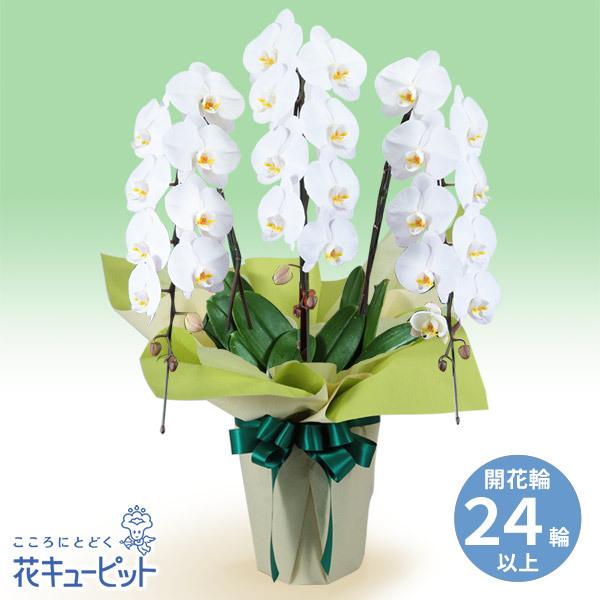 お供え お悔やみの献花 仏花 供花 法要 枕花 お盆 お彼岸 四十九日 生花 翌日 花キューピットのお供え胡蝶蘭 3本立 開花輪白24以上 Yr00 インターネット花キューピット 通販 Yahoo ショッピング