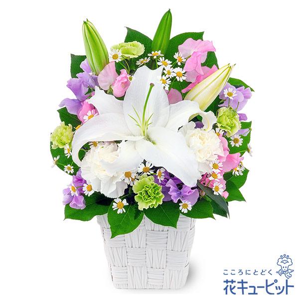 白のユリをメインとしたお供えのアレンジメント。優しいピンクや紫のスイートピーを合わせました。淡い色合いの春らしい花々は、受け取った方の気持ちを和らげてくれるはず。春のお彼岸の供花としても最適なフラワーギフトです。512681春らしい花々は春...