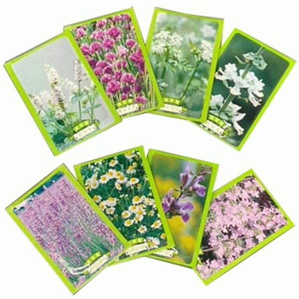 n[u̎ 1000 ii ei ̑i mxeB ƒ؉ ؂̎q A\[g