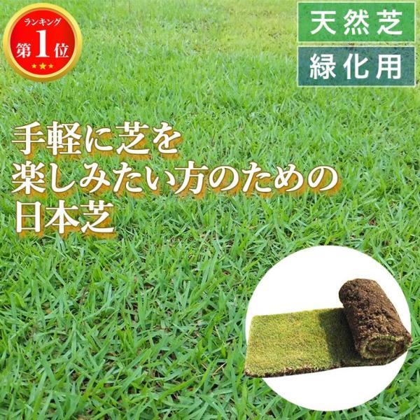 ゴルフ場フェアウェイやお庭、公園など緑化用によく使われている日本芝です。手軽に芝生を楽しみたい方にオススメです！大きいロールですので施工も早く、養生も短く済みます。根が付いた状態で栽培をしているため、通常のロール製品よりもさらに根が強く、乾...